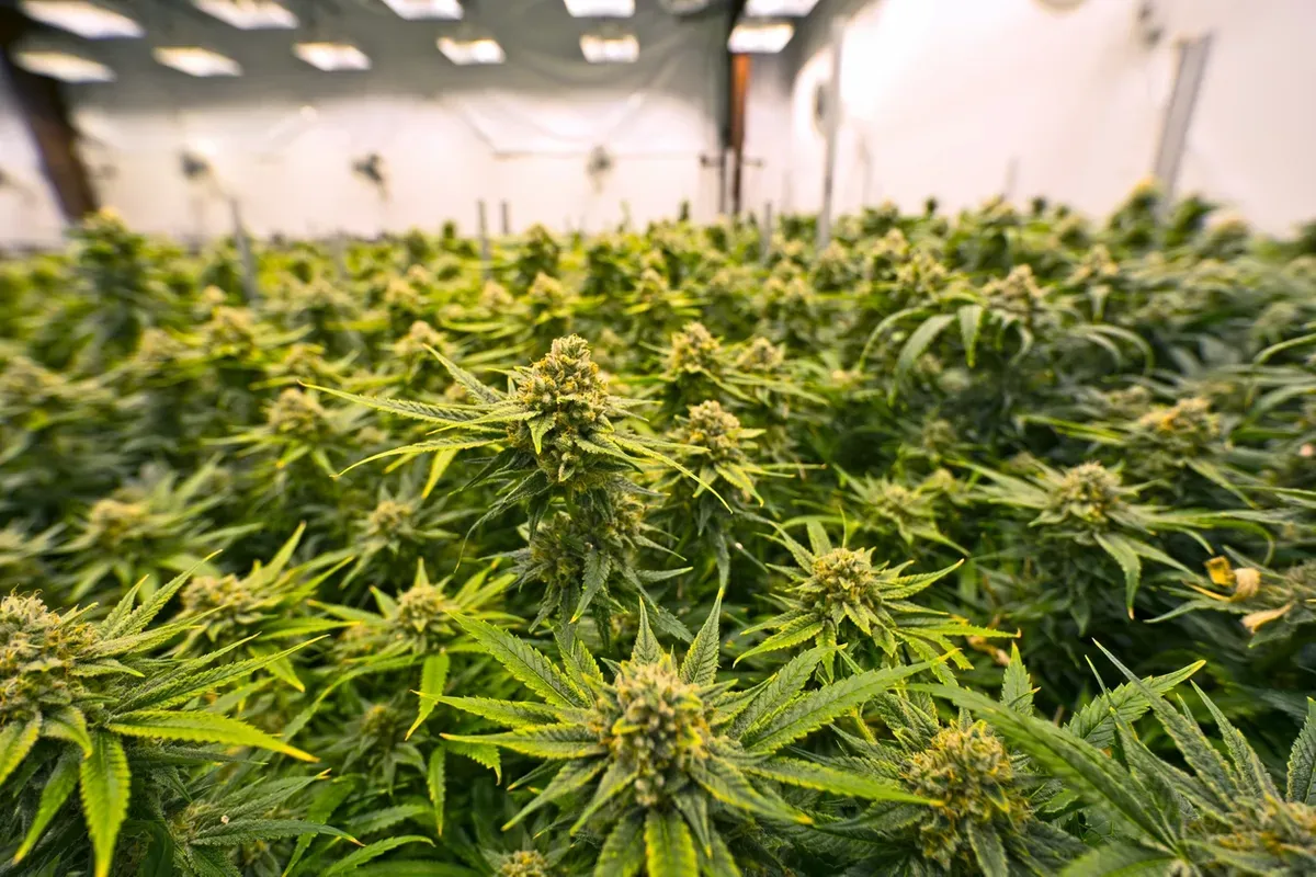 Canntinas Cannabis Company