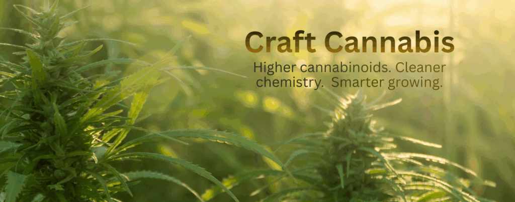 Innocence Cannabis logo